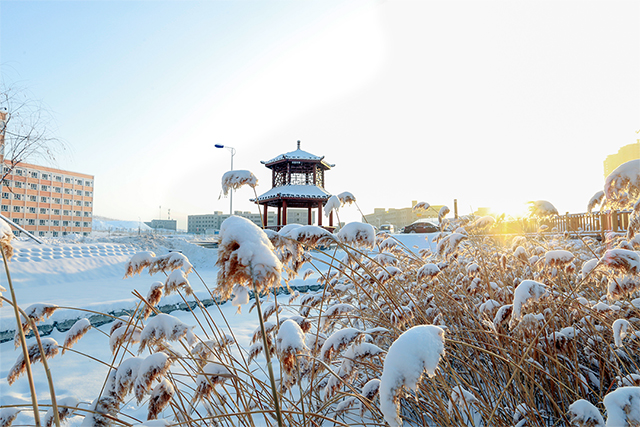 蒹葭覆雪