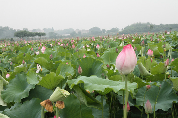 香艳秦潭