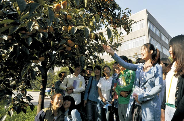 柿子熟了