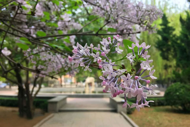 丁香花
