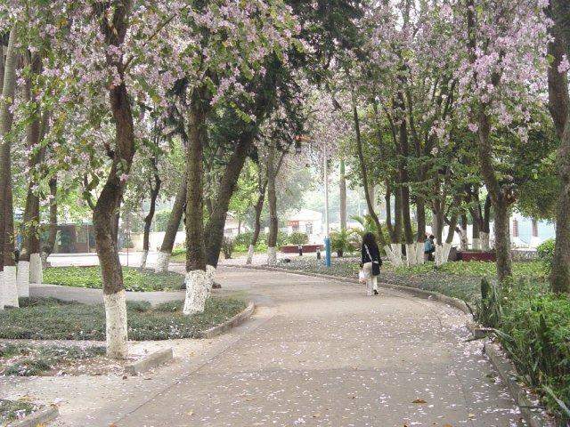 校道-紫荆花季