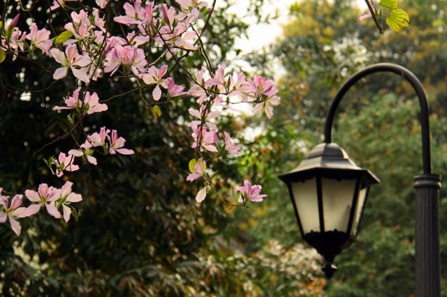 年年岁岁花相似，寂寞街灯照枝头