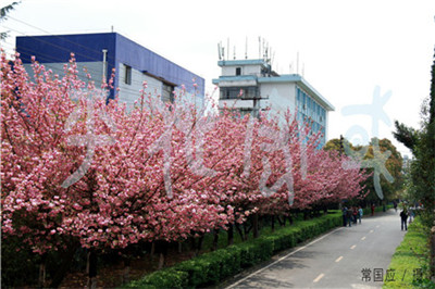 花溪校区樱花