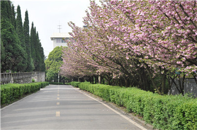 花溪校区樱花