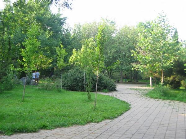 小树林