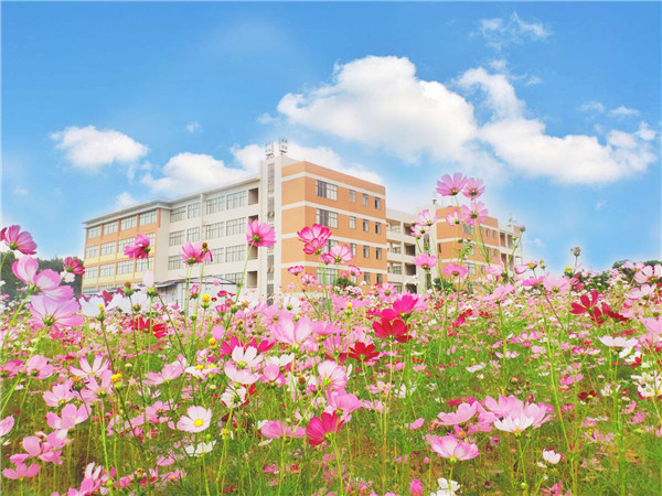 南校区格桑花