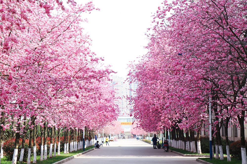樱花大道